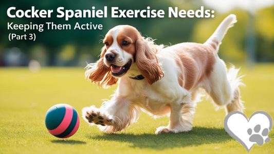 Cocker Spaniel Exercise Needs: Keeping Them Active (Part 3)