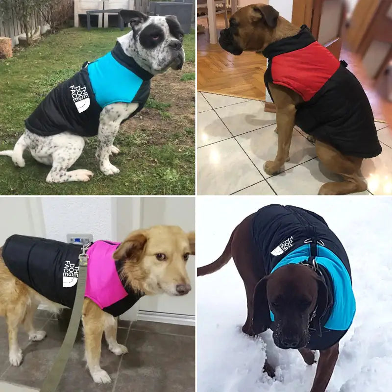 All-Weather Pooch Parka