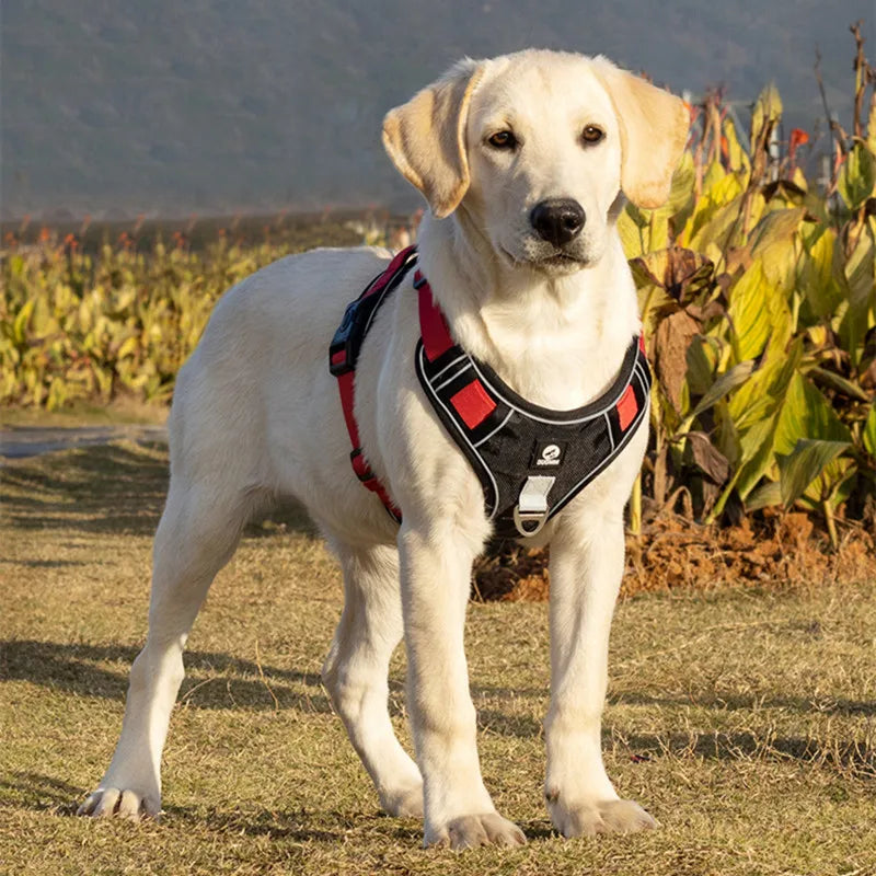 ComfortFlex Dog Walking Harness