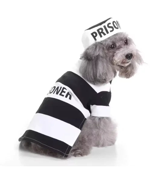 Fun Dog Costumes